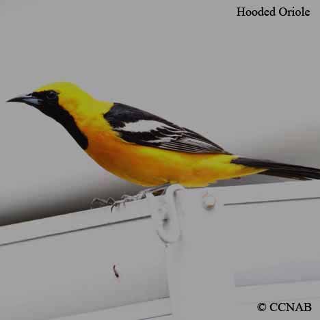 Birds of North America