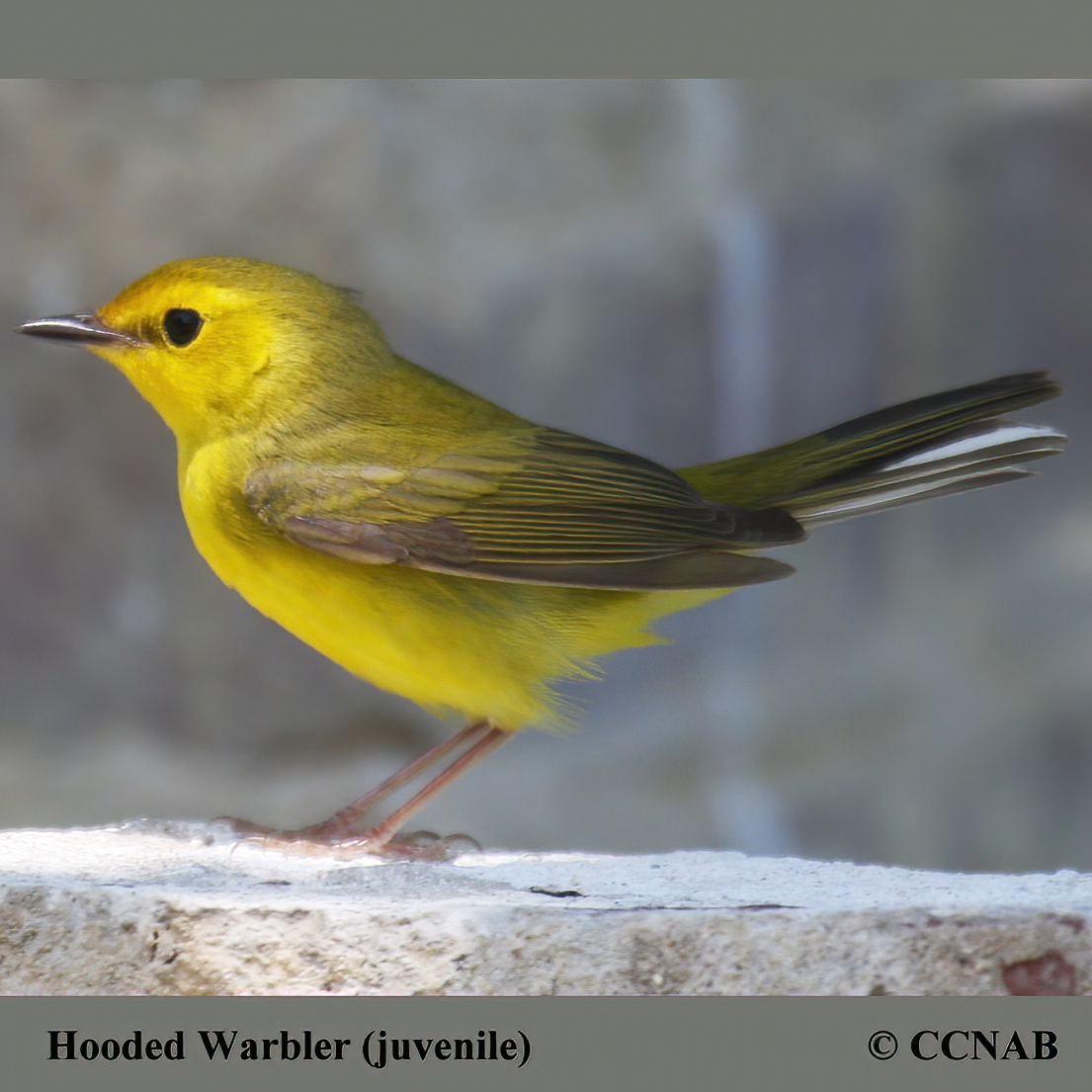 Birds of North America