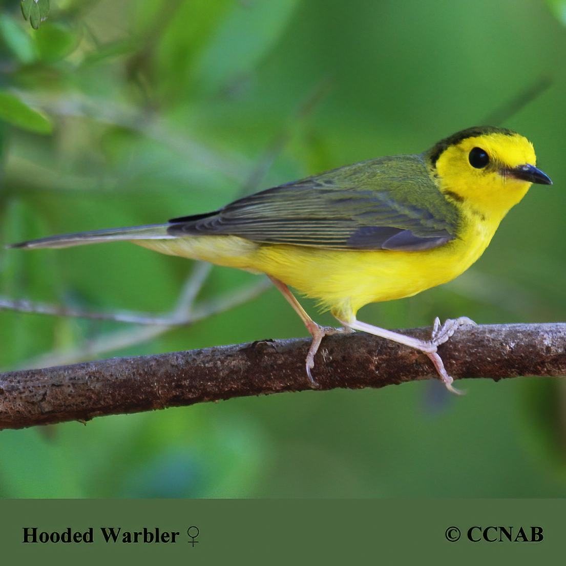 Birds of North America