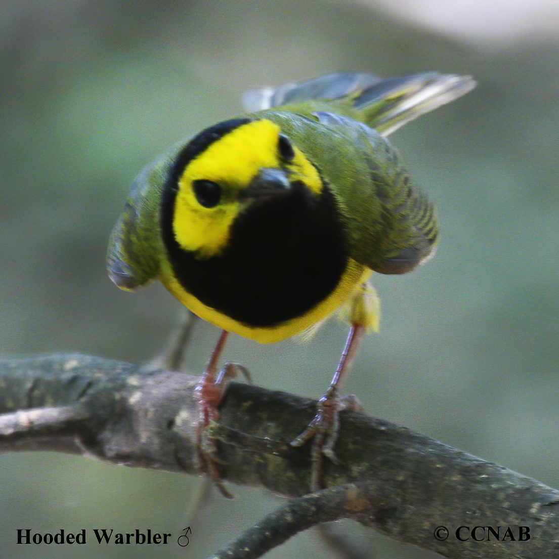 Birds of North America