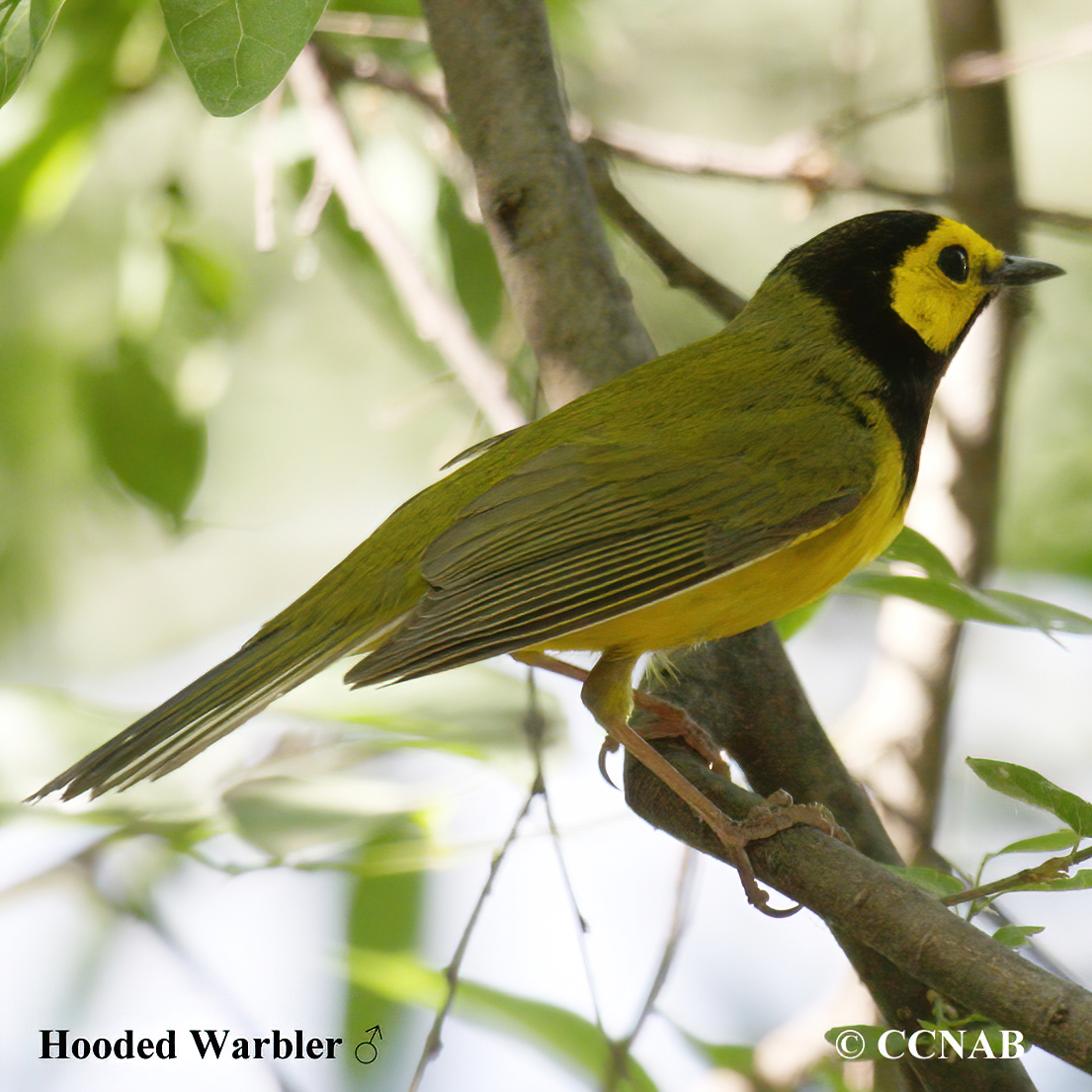 Birds of North America