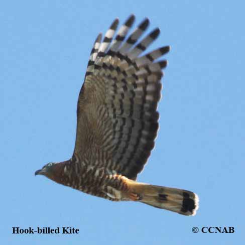 Birds of North America