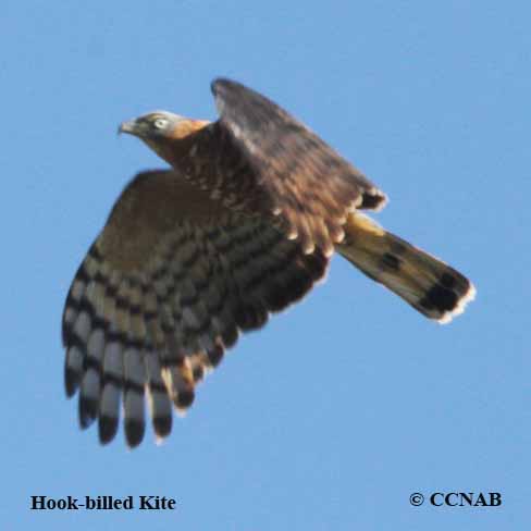 Birds of North America