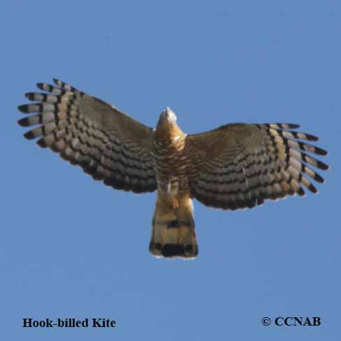 Birds of North America