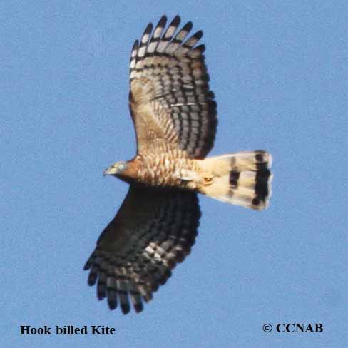 Birds of North America