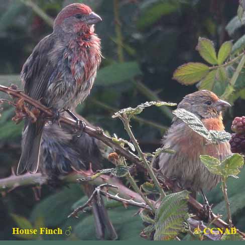 Birds of North America
