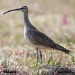 Hudsonian Whimbrel