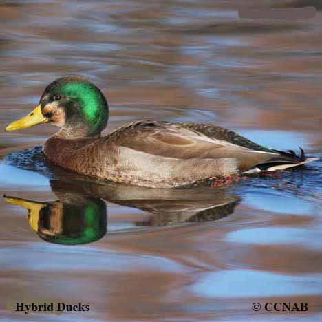 Hybrid_Ducks