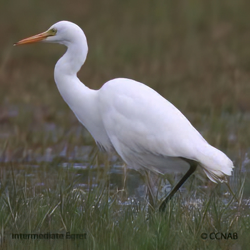 North American Birds