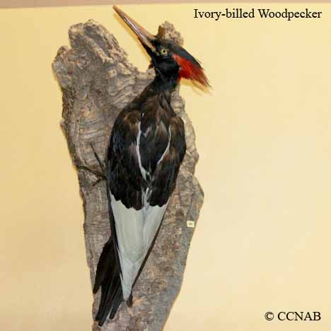 Birds of North America