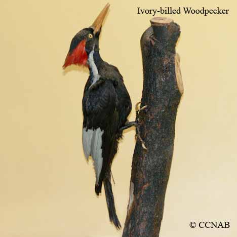 Birds of North America