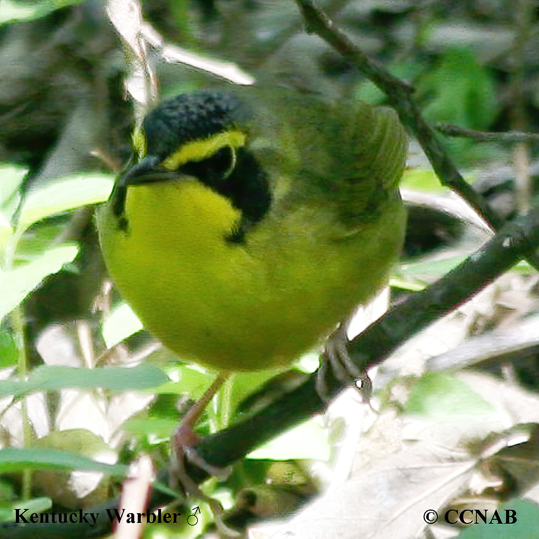 Birds of North America