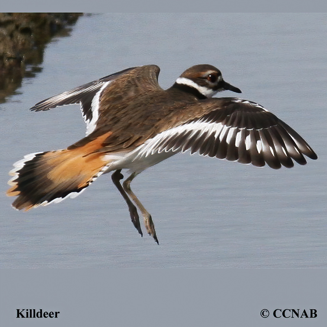 Birds of North America