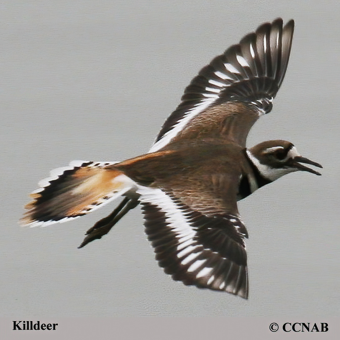Birds of North America