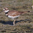 Killdeer songs and calls