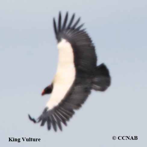 King Vulture