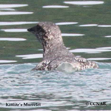Birds of North America