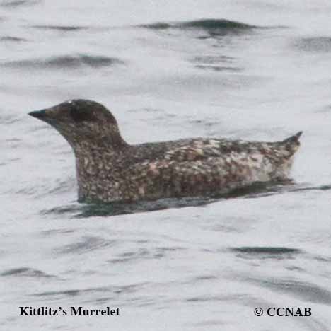 Kittlitz's Murrelet