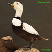 Labrador Duck range map