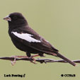 Lark Bunting songs and calls