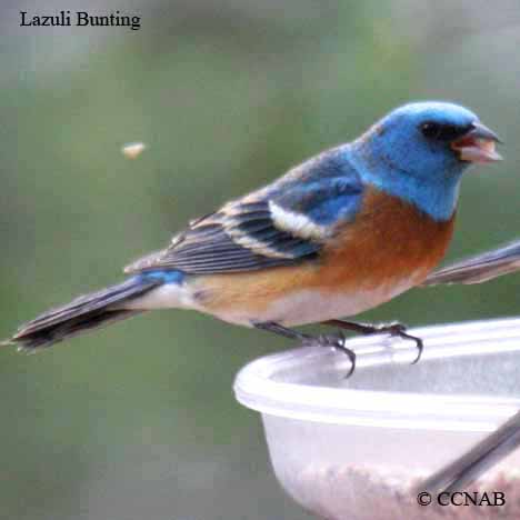 Birds of North America