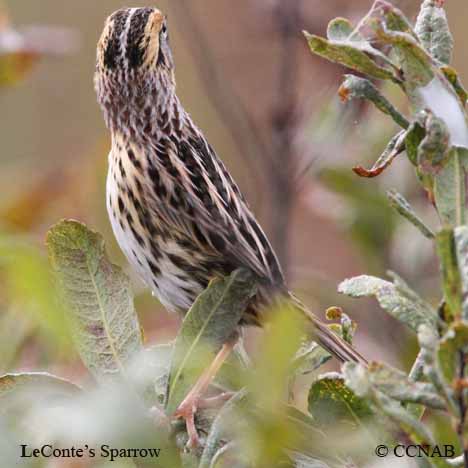Birds of North America