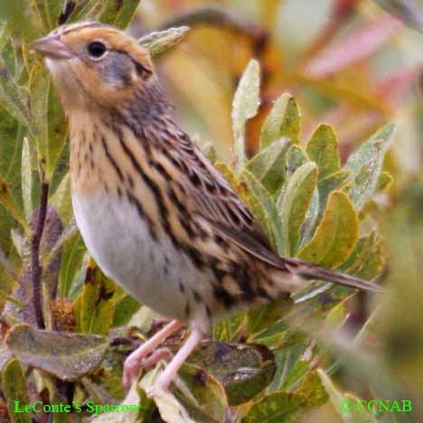 Birds of North America