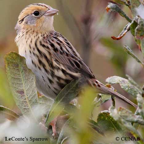 Birds of North America
