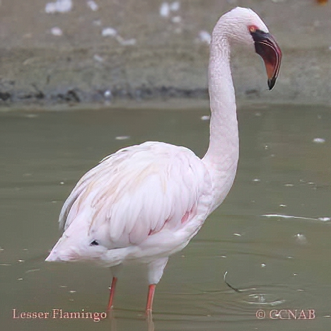 Lesser Flamingo