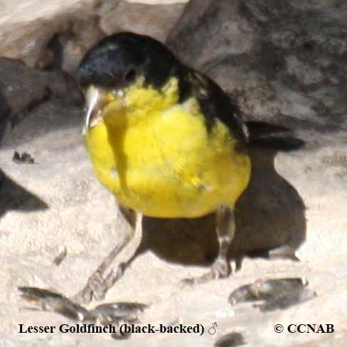 North American Goldfinches