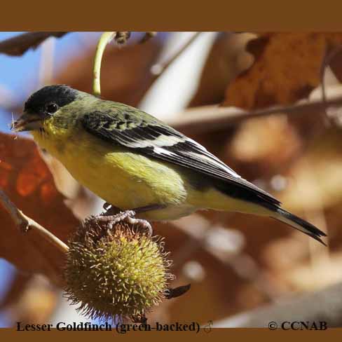 goldfinches