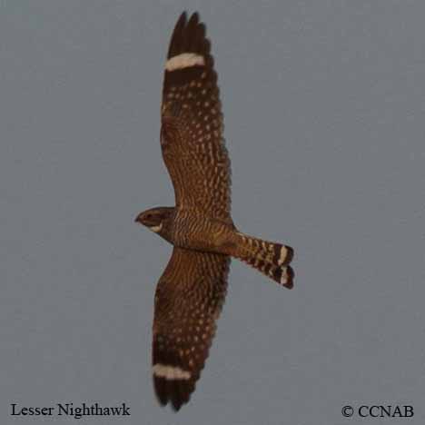 Birds of North America