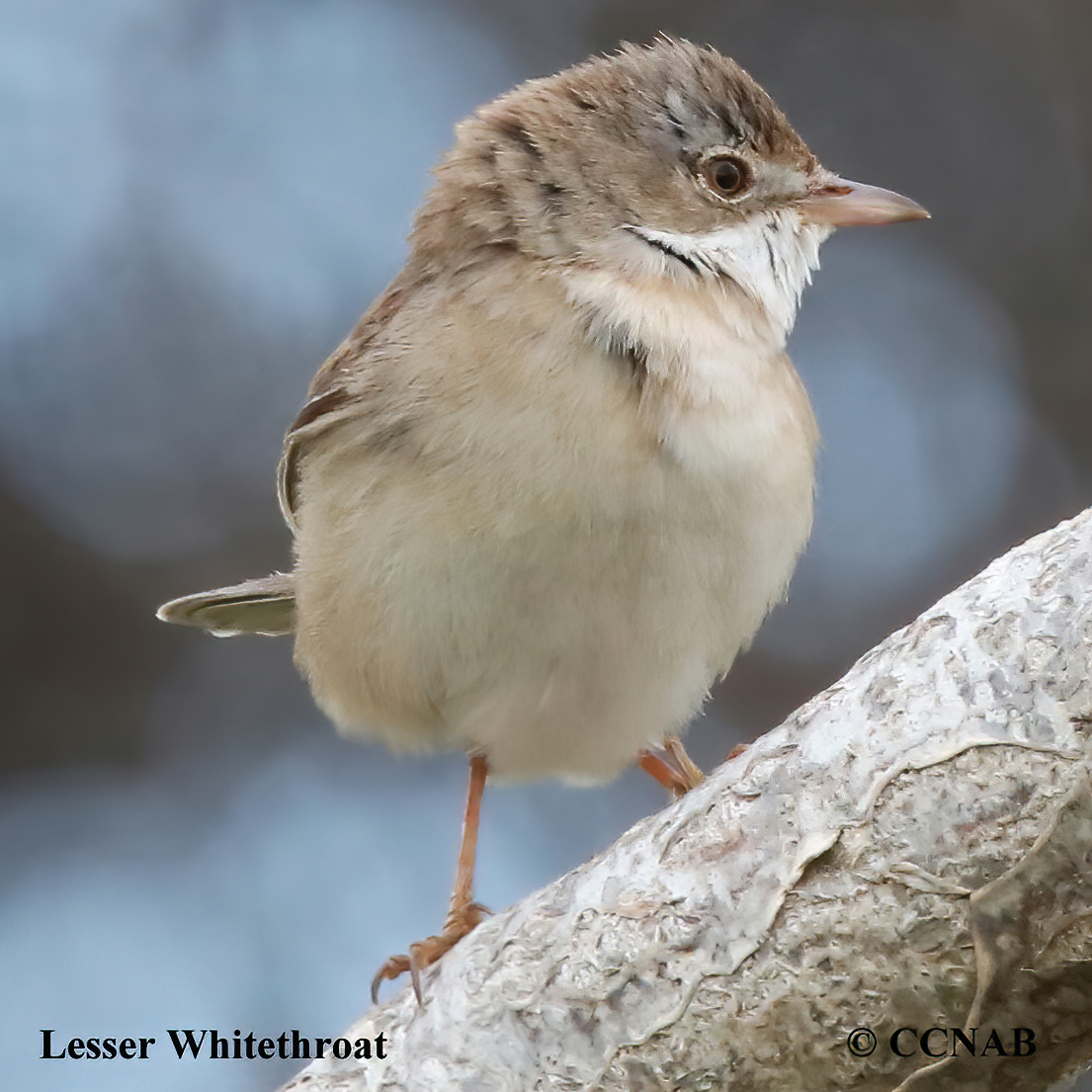 Birds of North America