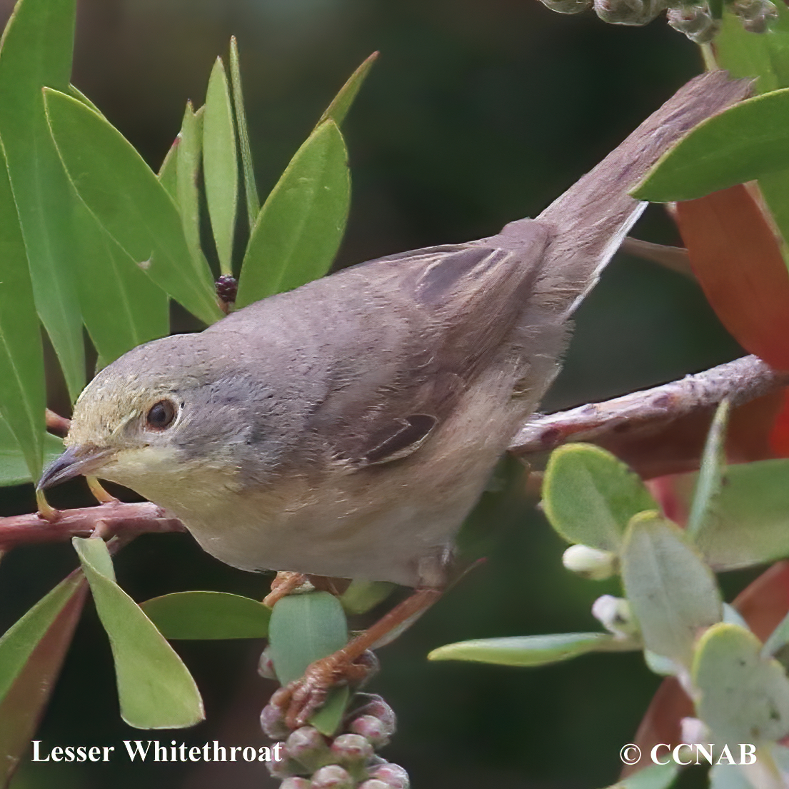 Birds of North America