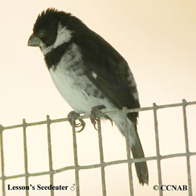 Lesson's Seedeater