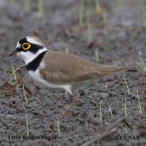Birds of North America