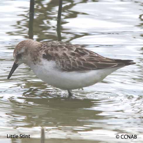 Birds of North America