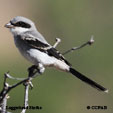Loggerhead Shrike songs and calls