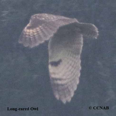 Birds of North America