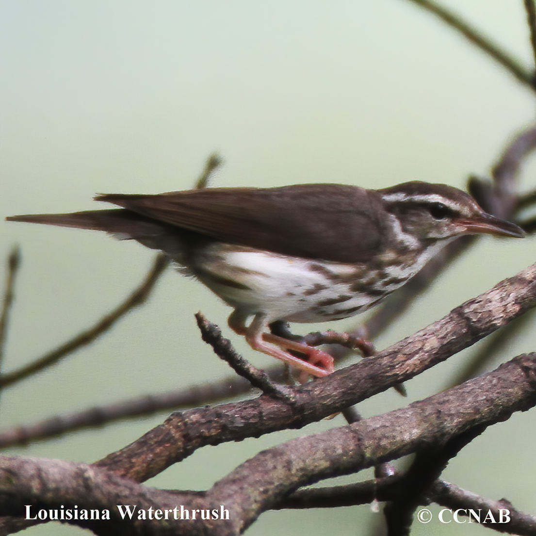 Birds of North America