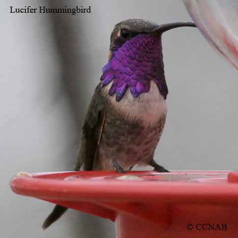 Birds of North America