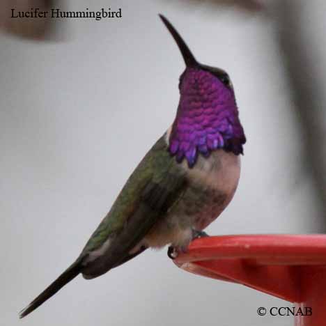 Birds of North America