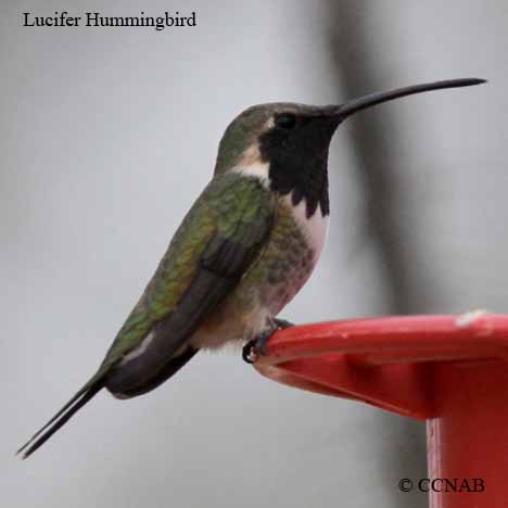 Birds of North America