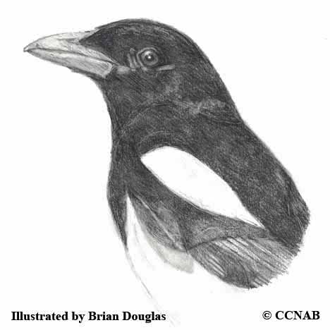 magpies