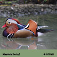 Mandarin Duck
