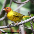 Mangrove Warbler