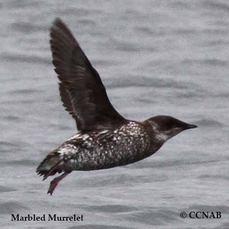 Birds of North America