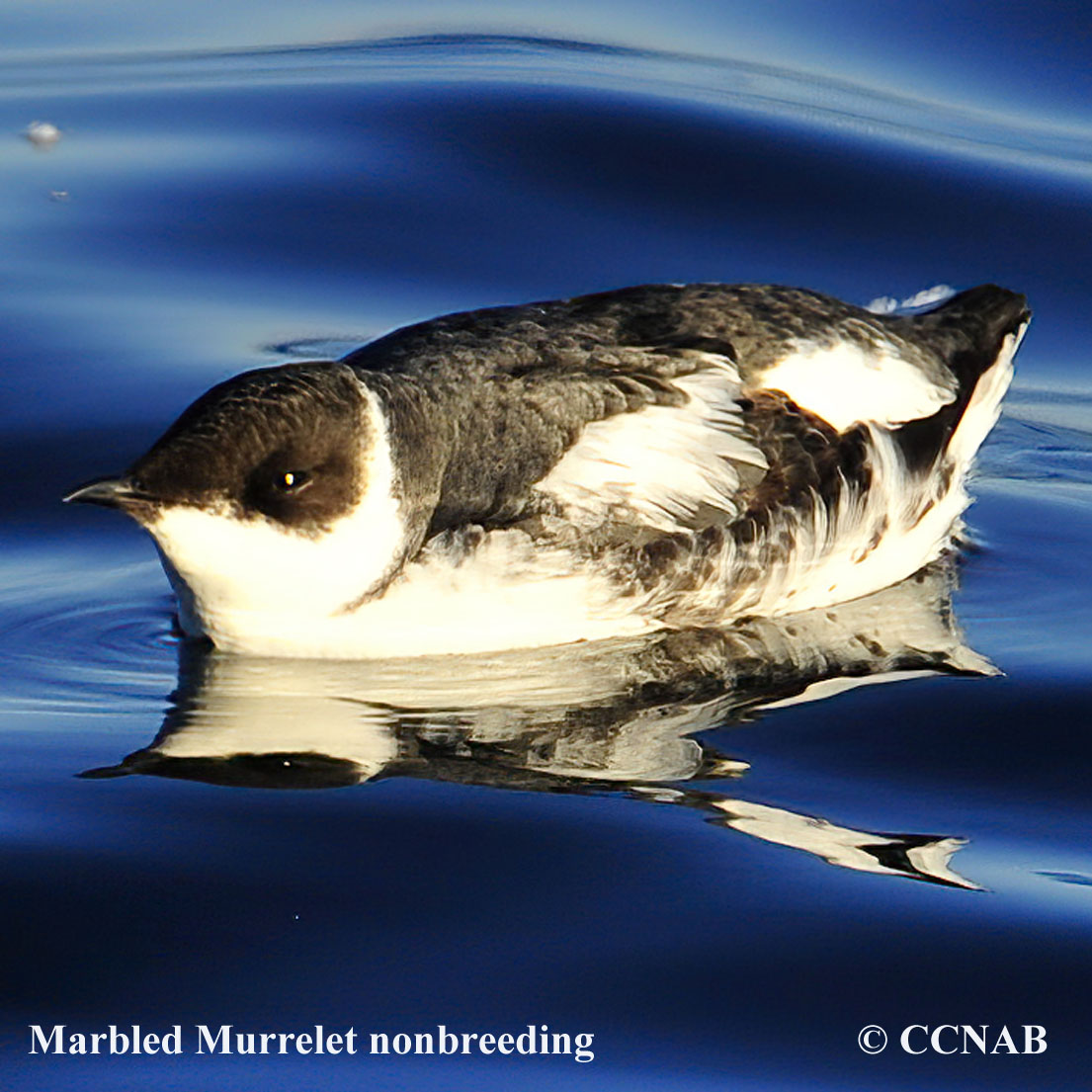 Birds of North America