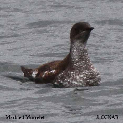 Birds of North America