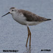 Marsh Sandpiper